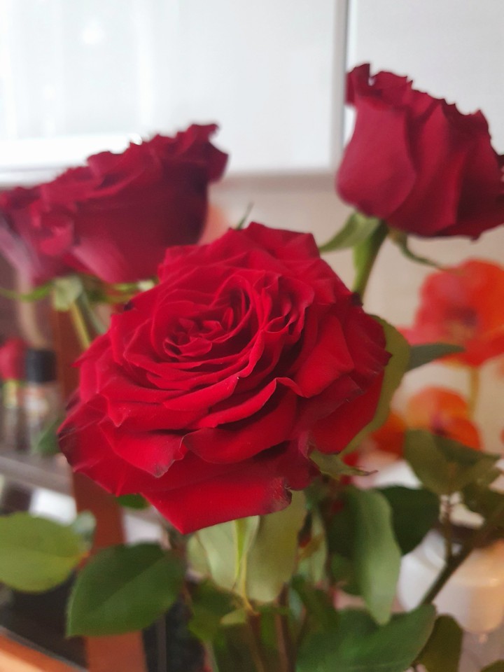 #Розы#Roses