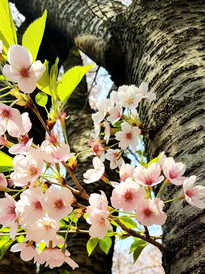 cherry blossom