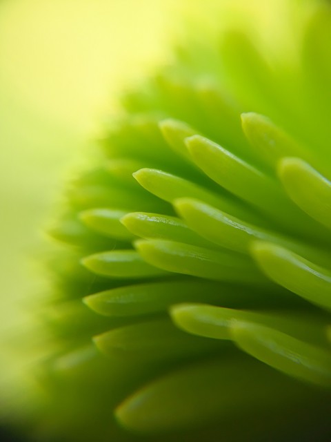 fir