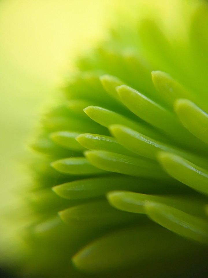 fir