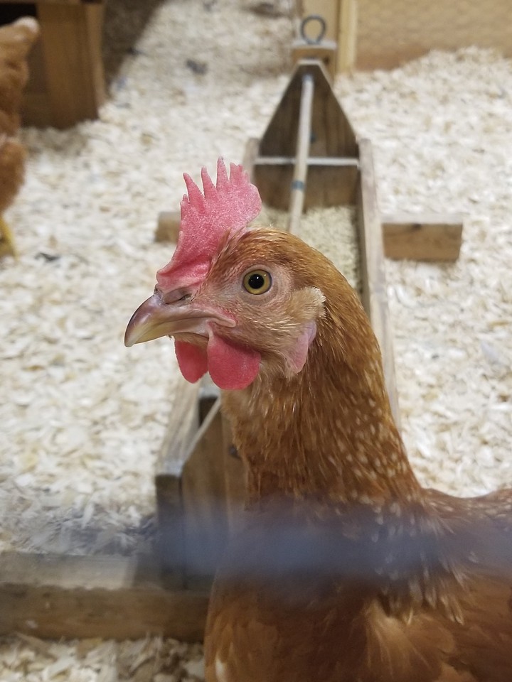 Rooster