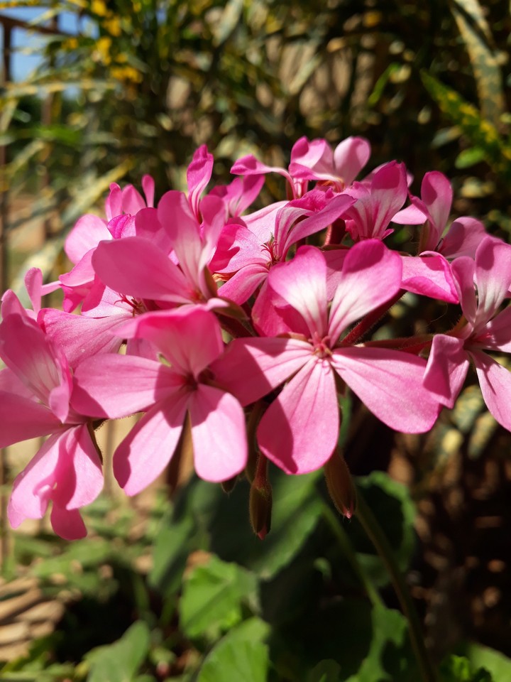 Flower