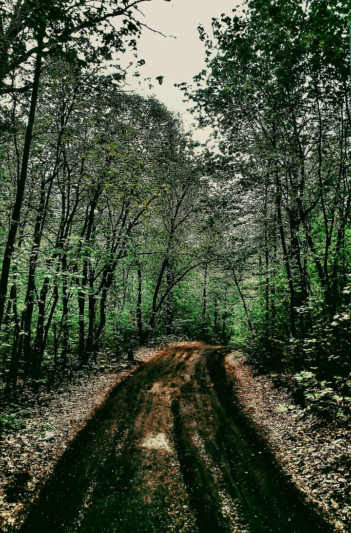 Magic forest after rain
