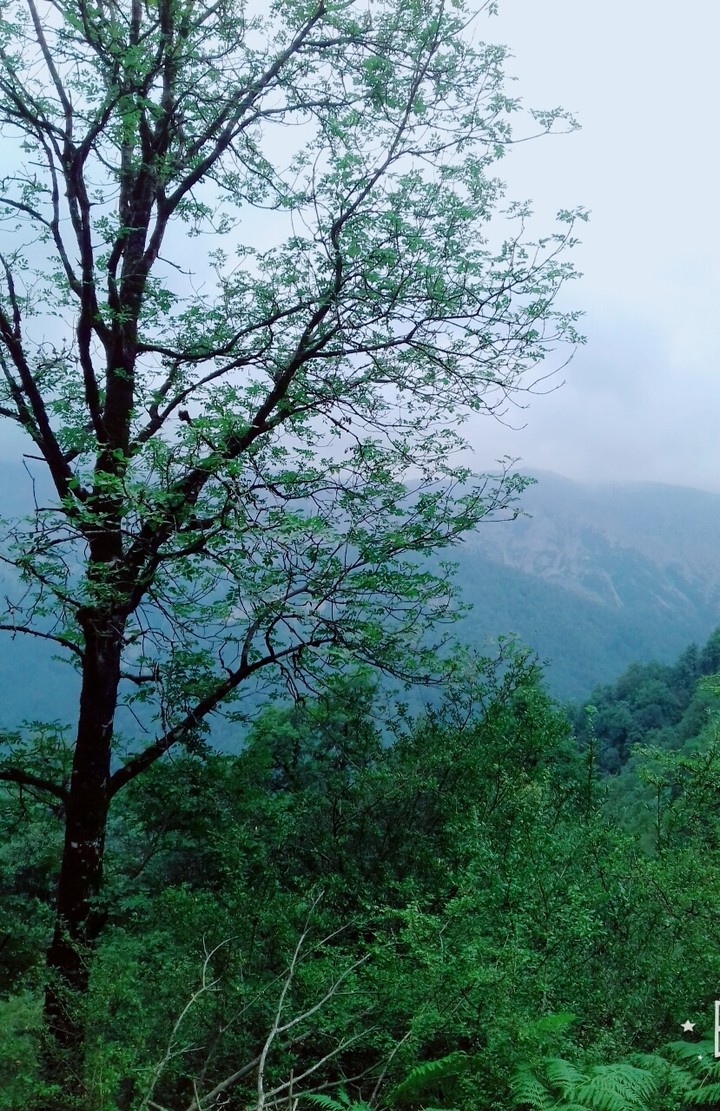 forest