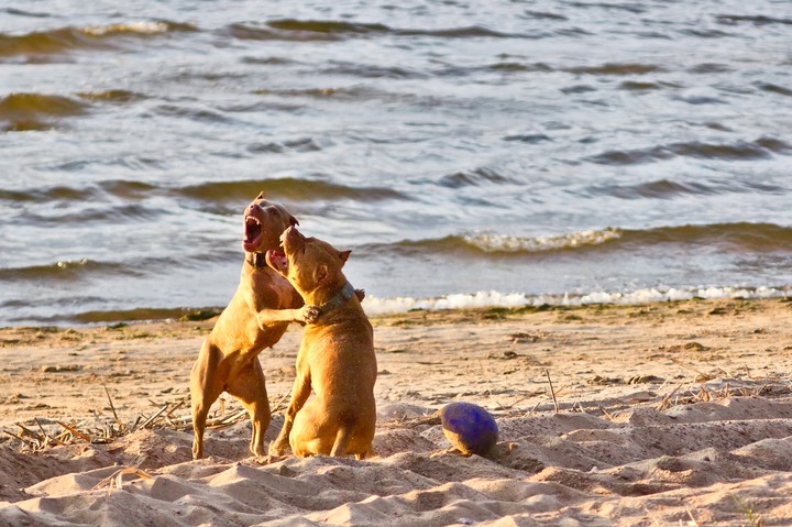 pitbul3