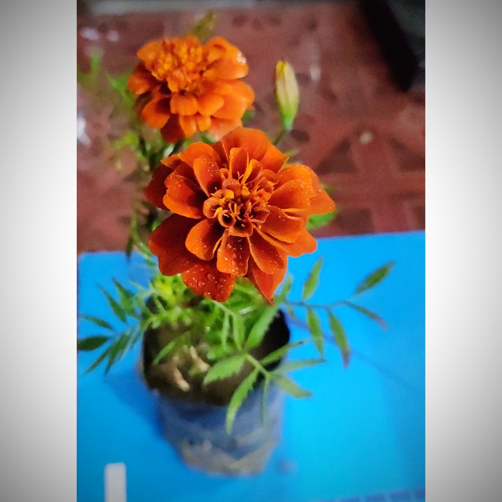 Beautiful flower