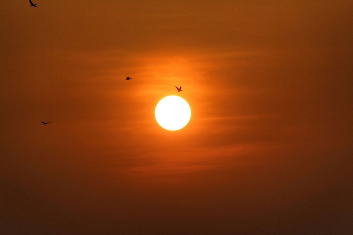 Fly home