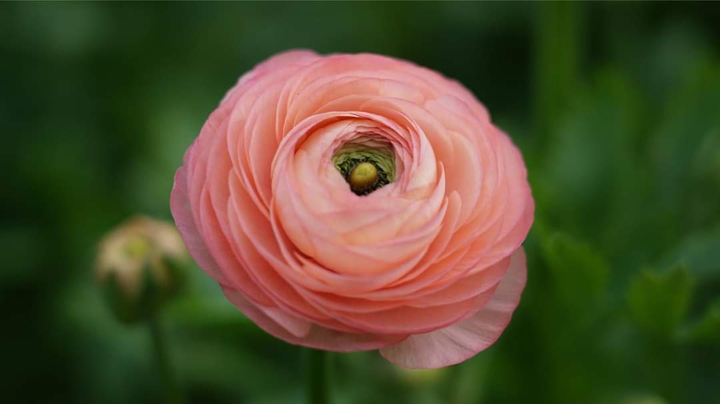 bloom to a beauty