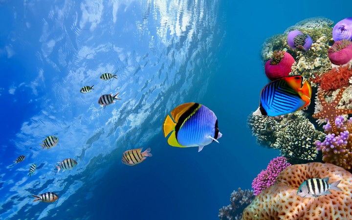 fish