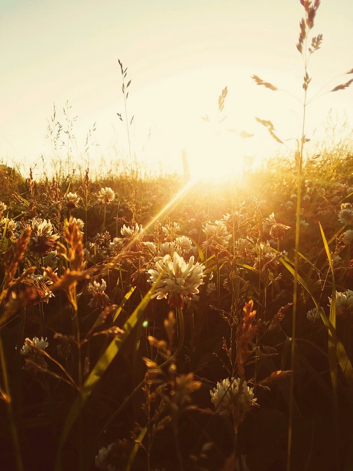 Sunset Over the Daisies