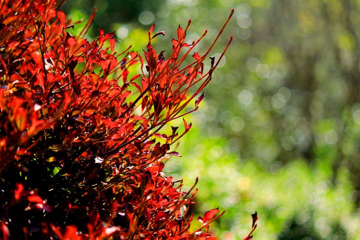 leaf
