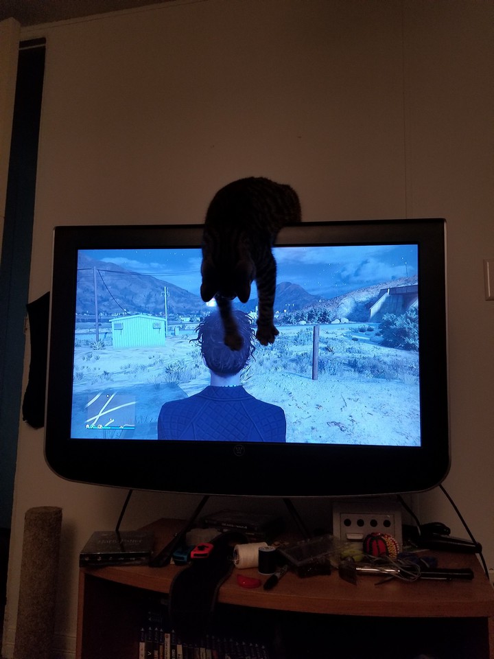 cat