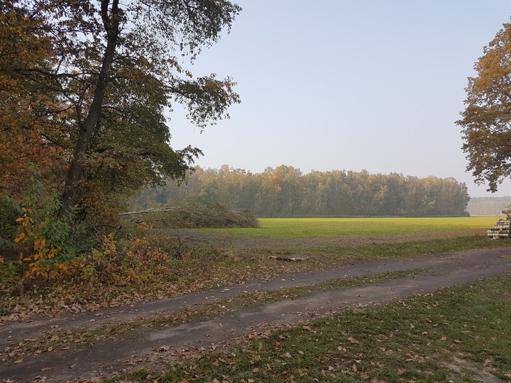 Polish woodlands