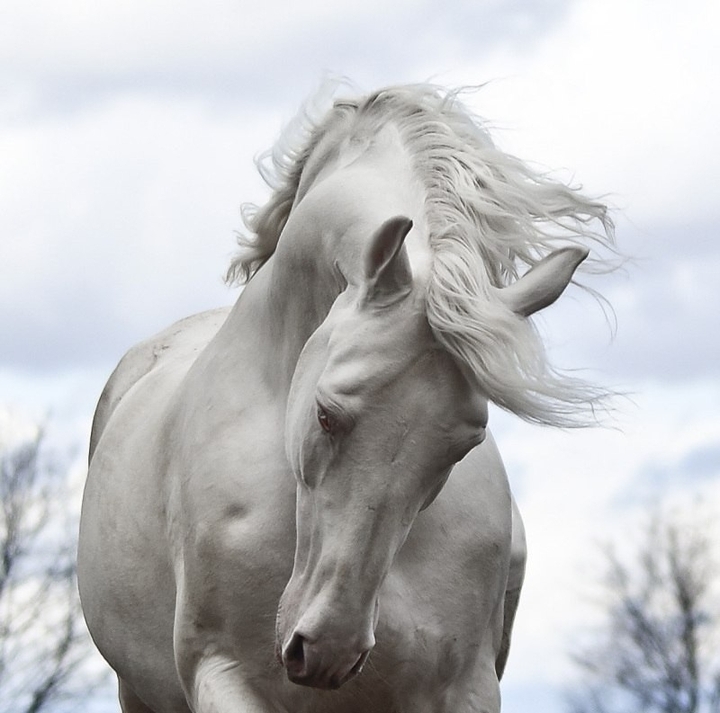 White horse