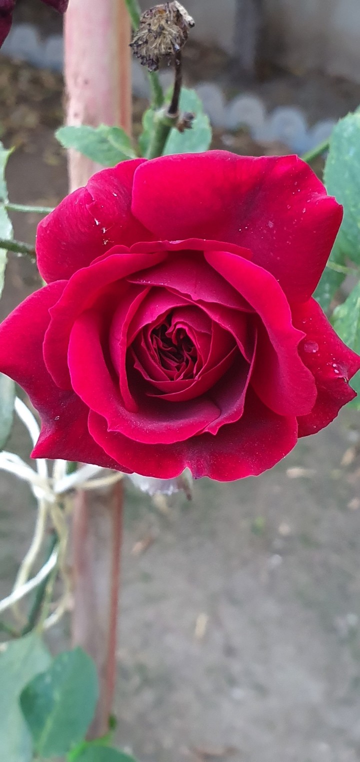 Red Rose