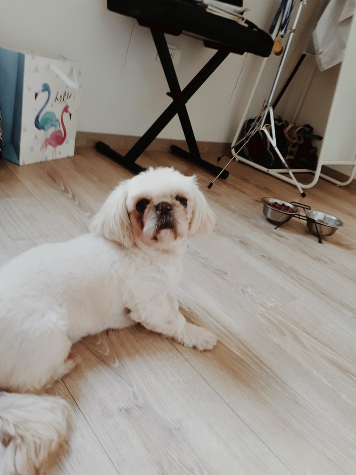 my perfect dog?????