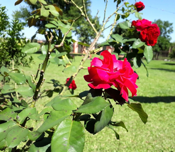 #rosa #photo #imagen #dacab