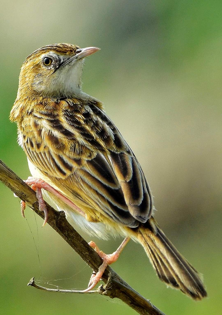 Sparrow