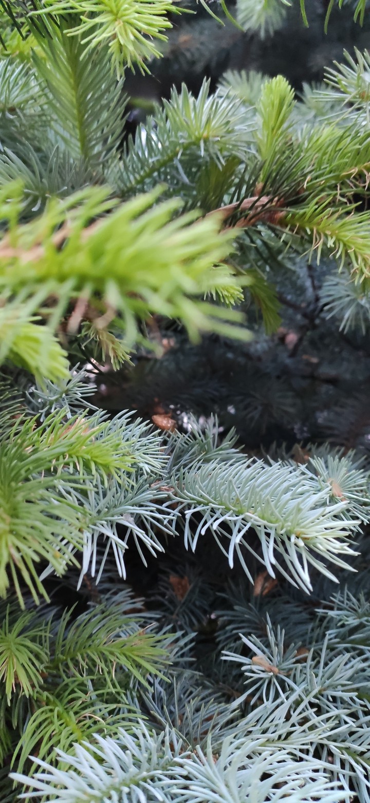 pine