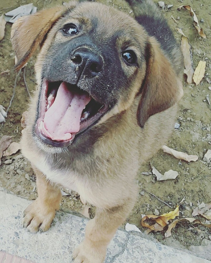 cute-puppy