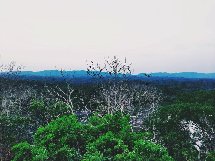 Hills tree