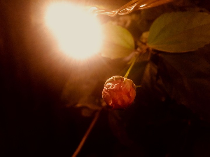 lights