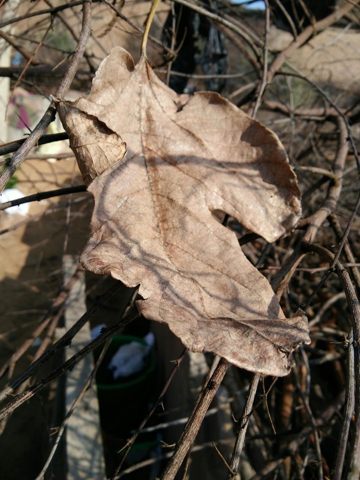 leaf
