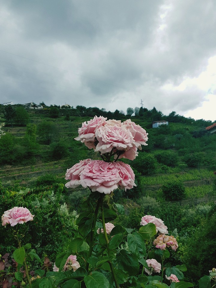 #pink #rose #green #silversky