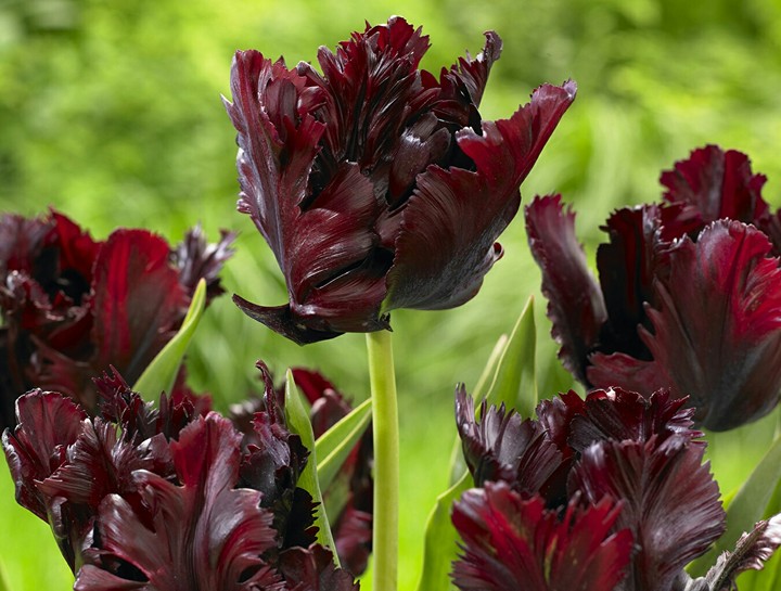 flor
