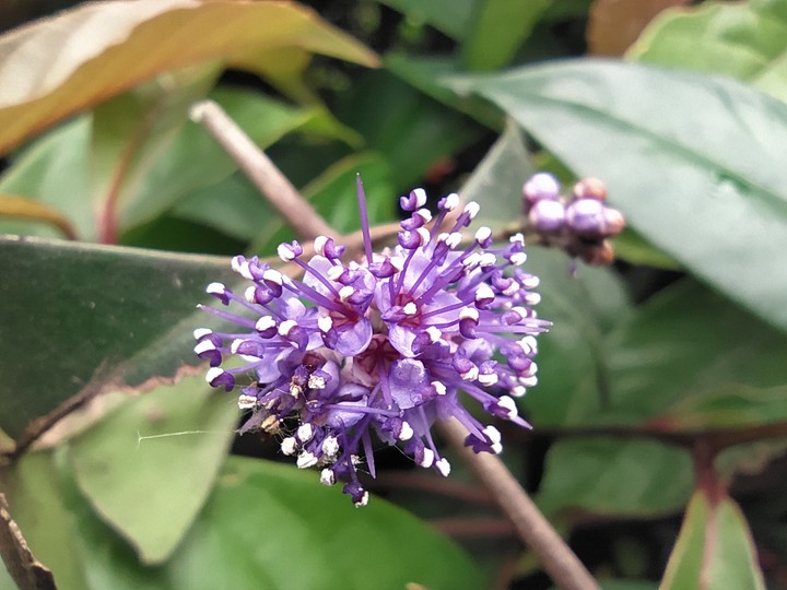 Little purple crown
