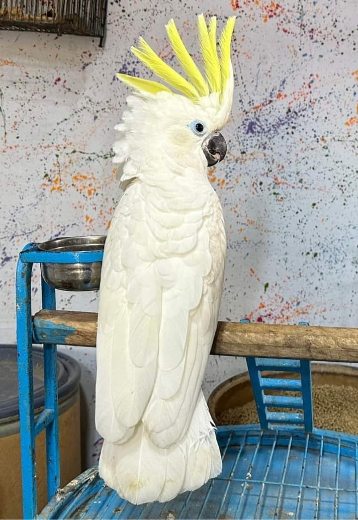 .