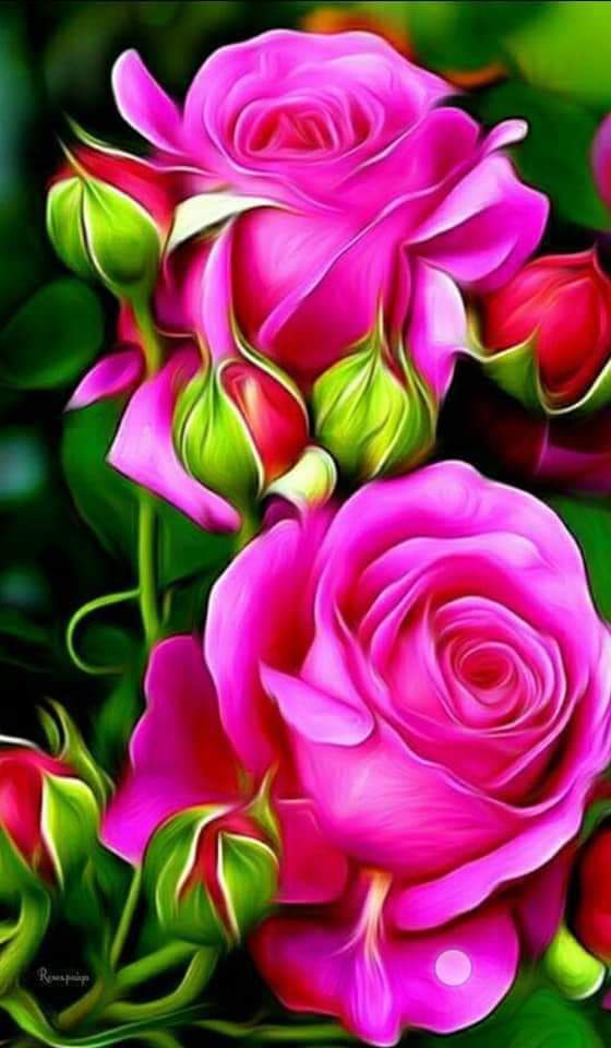 Rosa ? Rosa