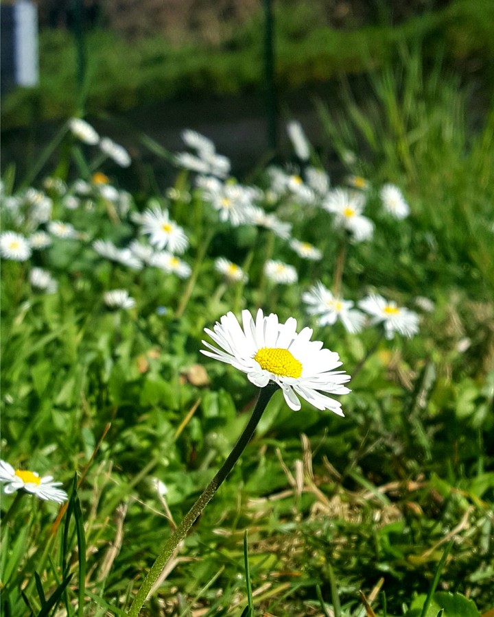 Daisy Blossom
