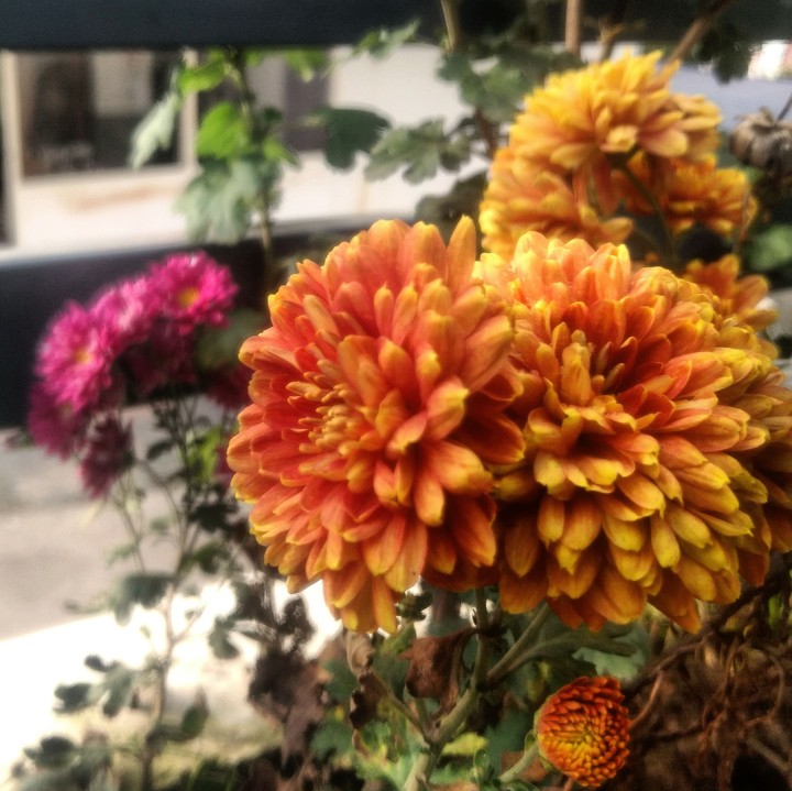 Flowers