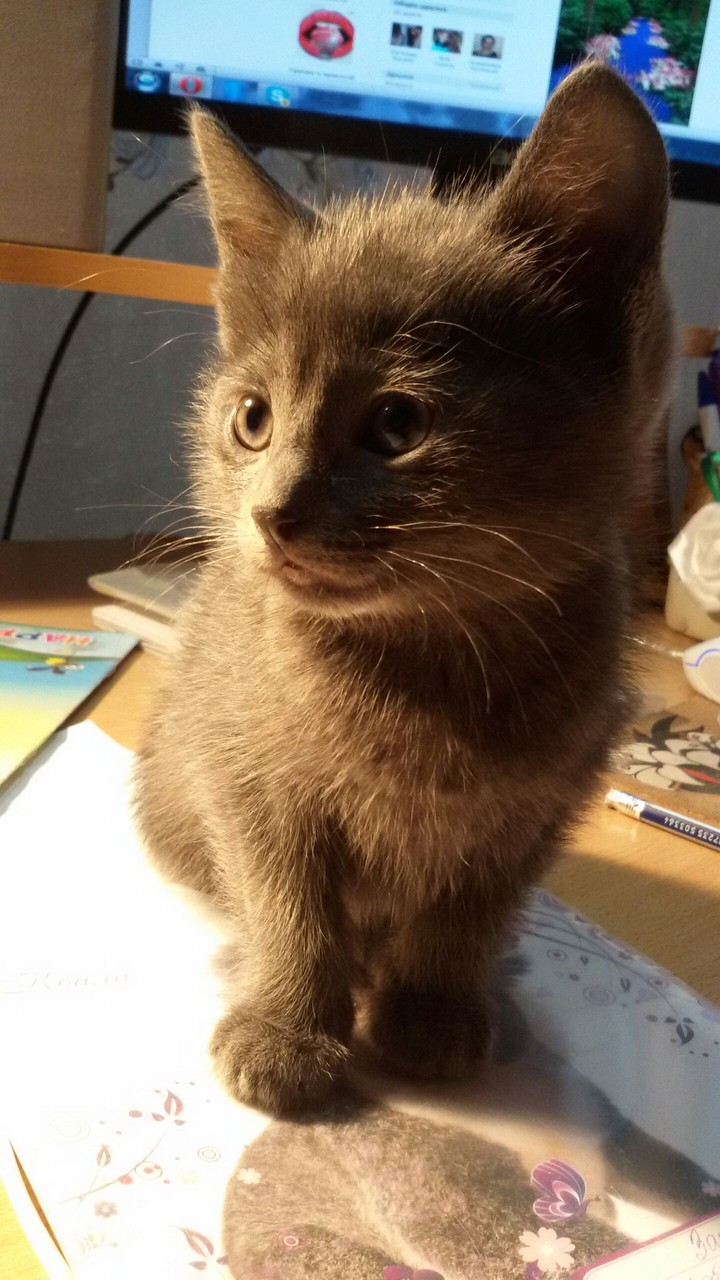 Kitten