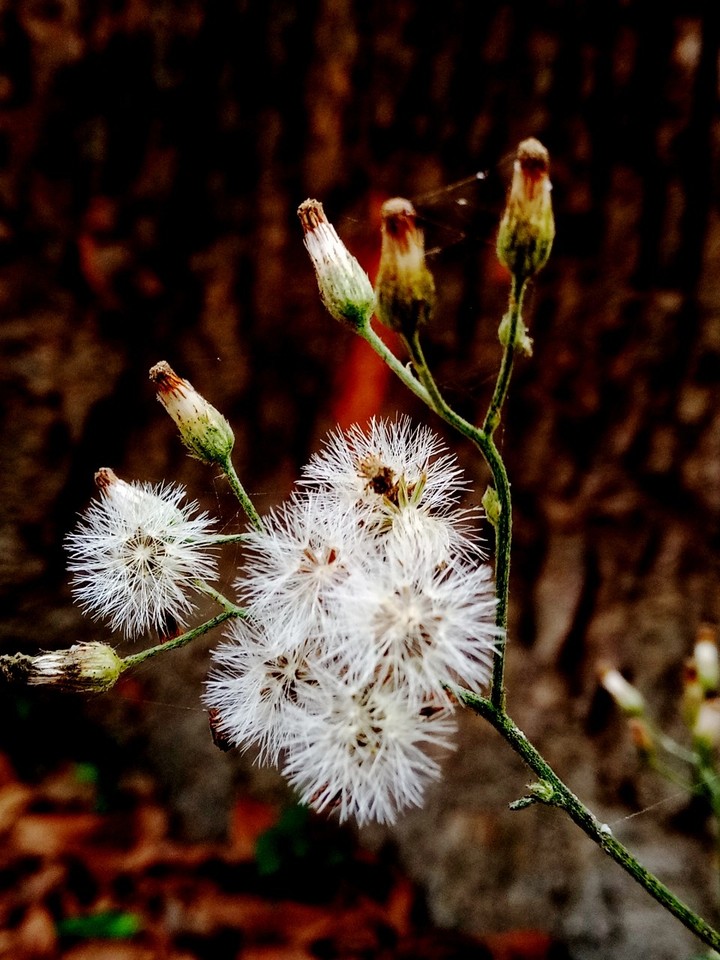 flowers tripes