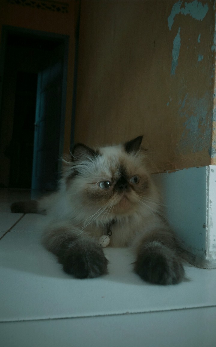 cat peaknose