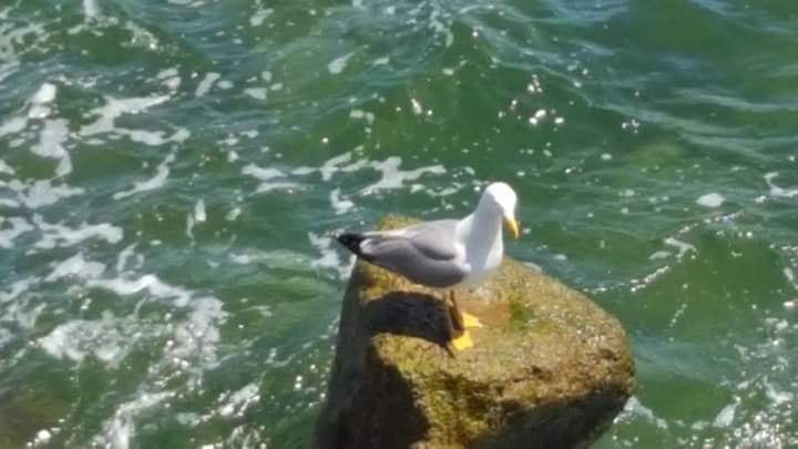 seagull