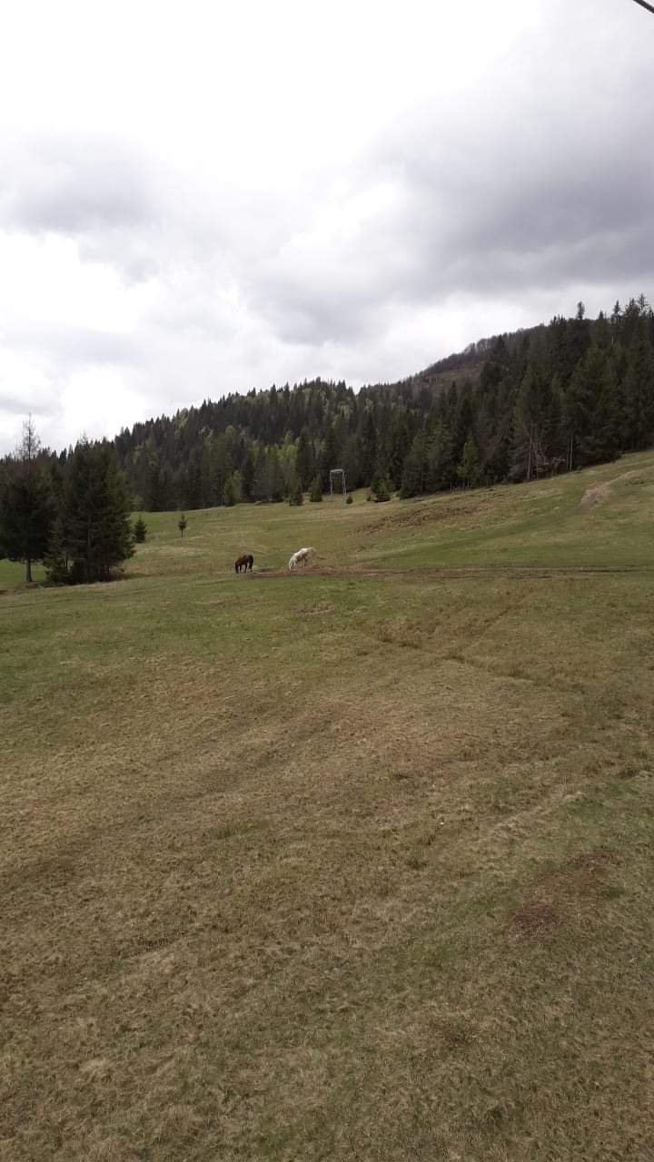 Transcarpathia