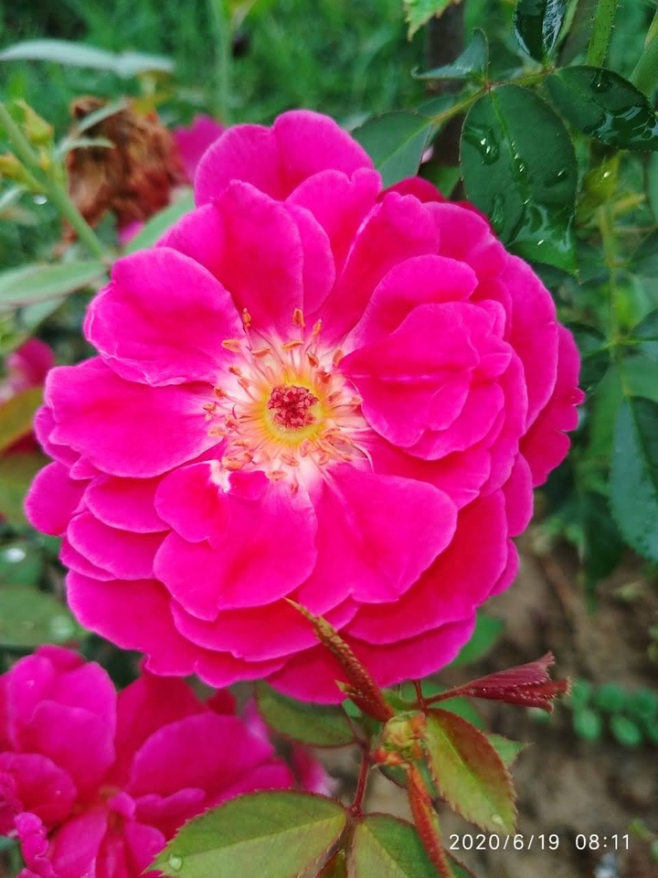 flower