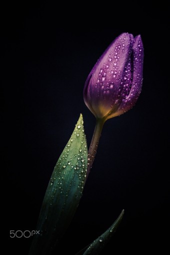purple flowers