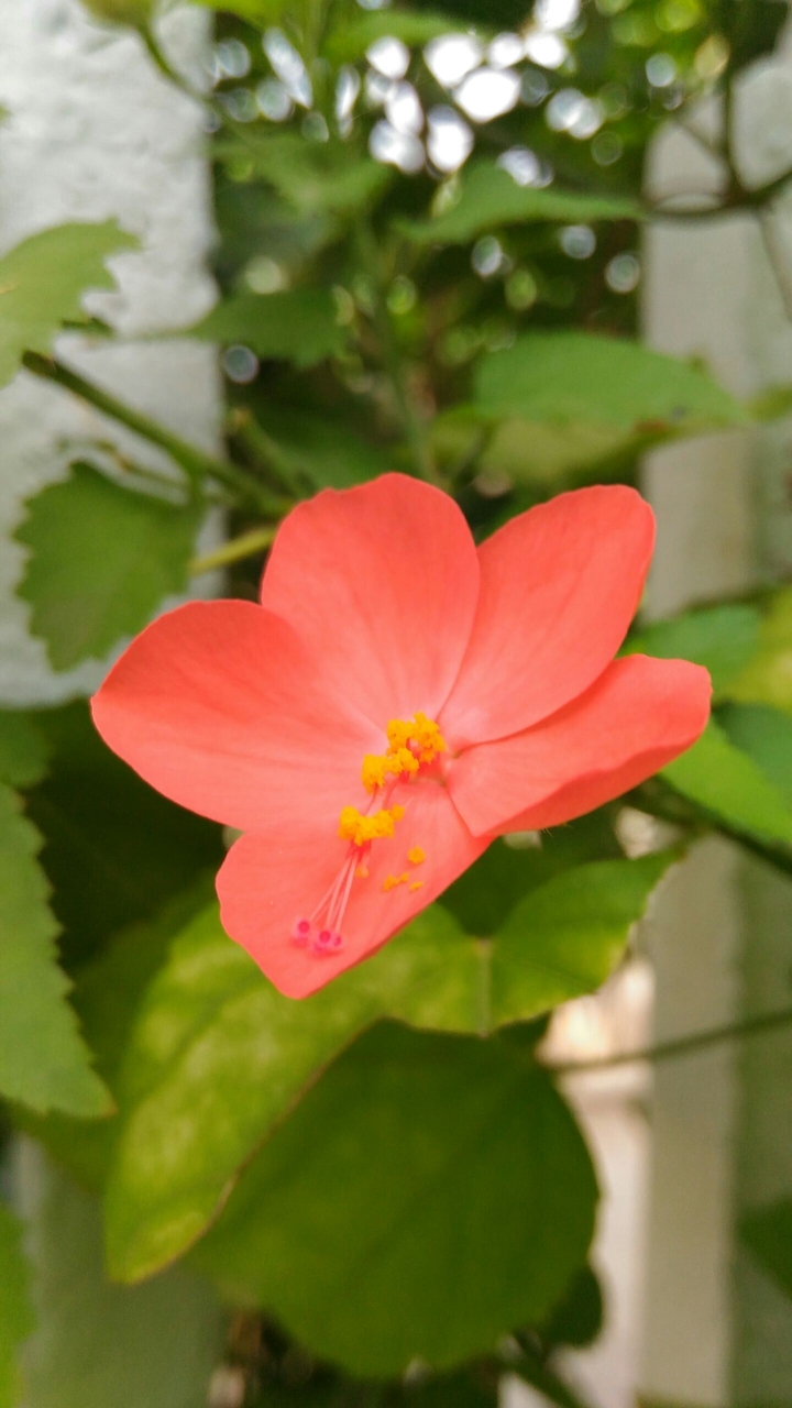 one of the natures creation