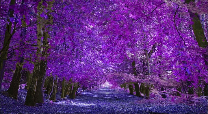 purple way