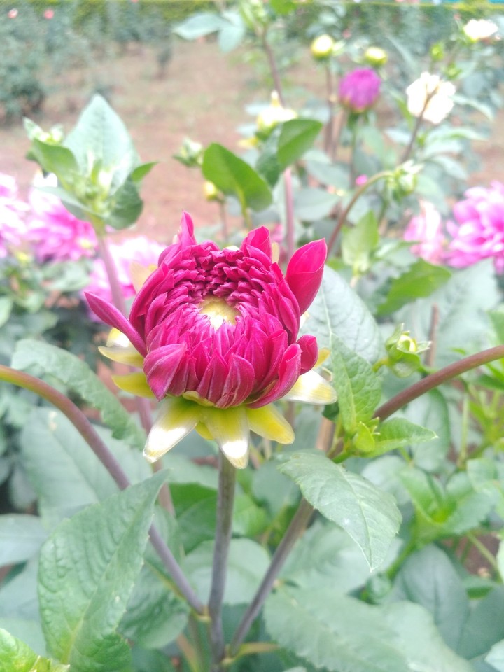 bud dy