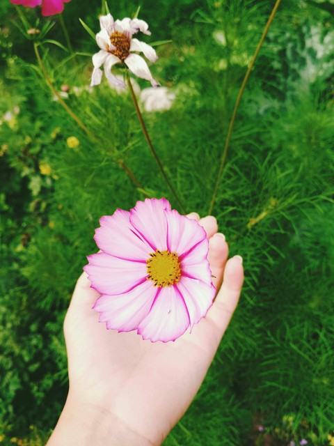 Flower of life