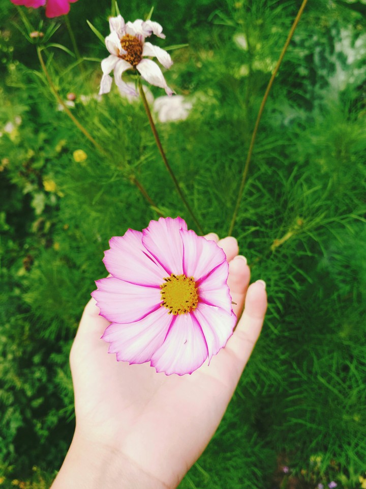 Flower of life