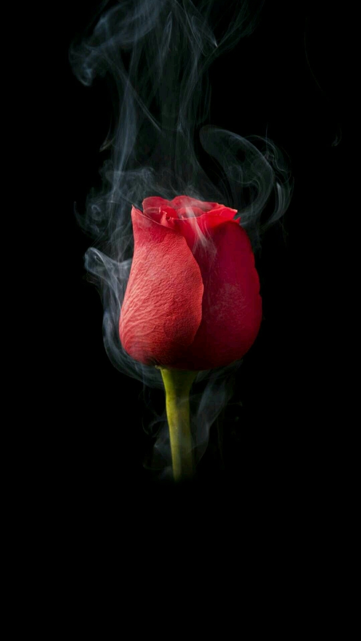 red rose