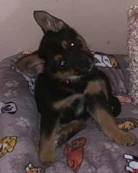 Feliz