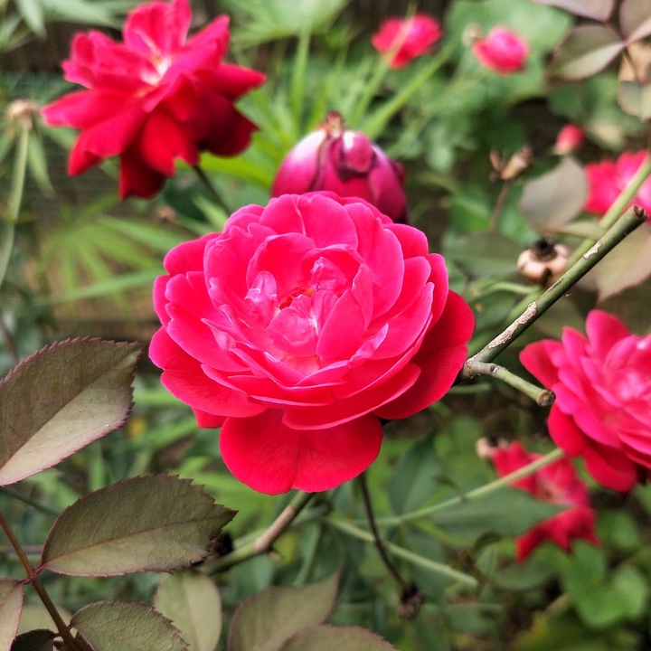 Red rose from village