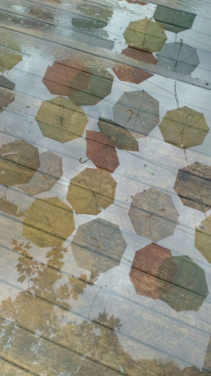 Umbrella